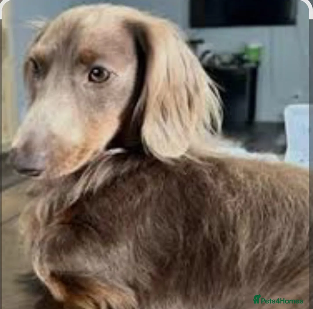 Miniature Dachshund dogs for sale: KC Reg Long-Haired Miniature Dachshund in Sevenoaks - Advert 2