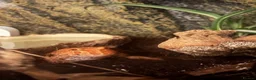 Frog reptiles for sale: Juvenile strawberry pacman frog with full set up in Middlesbrough - Advert 2