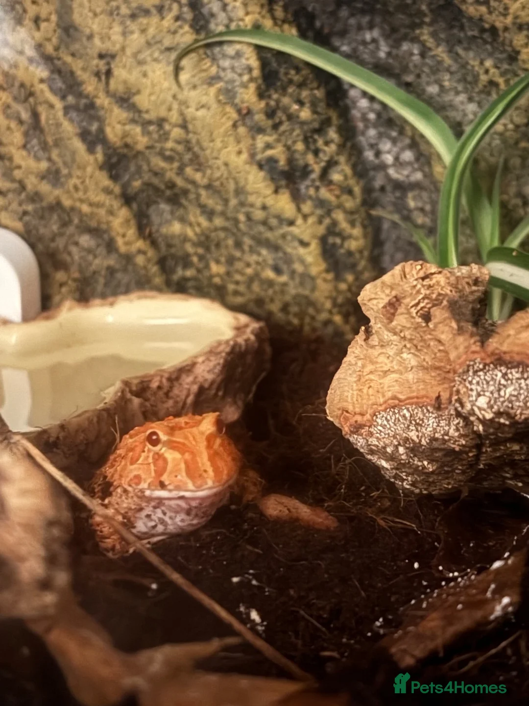 Frog reptiles for sale: Juvenile strawberry pacman frog with full set up in Middlesbrough - Advert 2