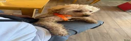 Toy Poodle dogs for stud: Beautiful and calm toy poodle for studding  - Advert 3