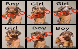 Miniature Dachshund dogs for sale: Smooth haired daxies 1 girl left READY NOW - Image 1