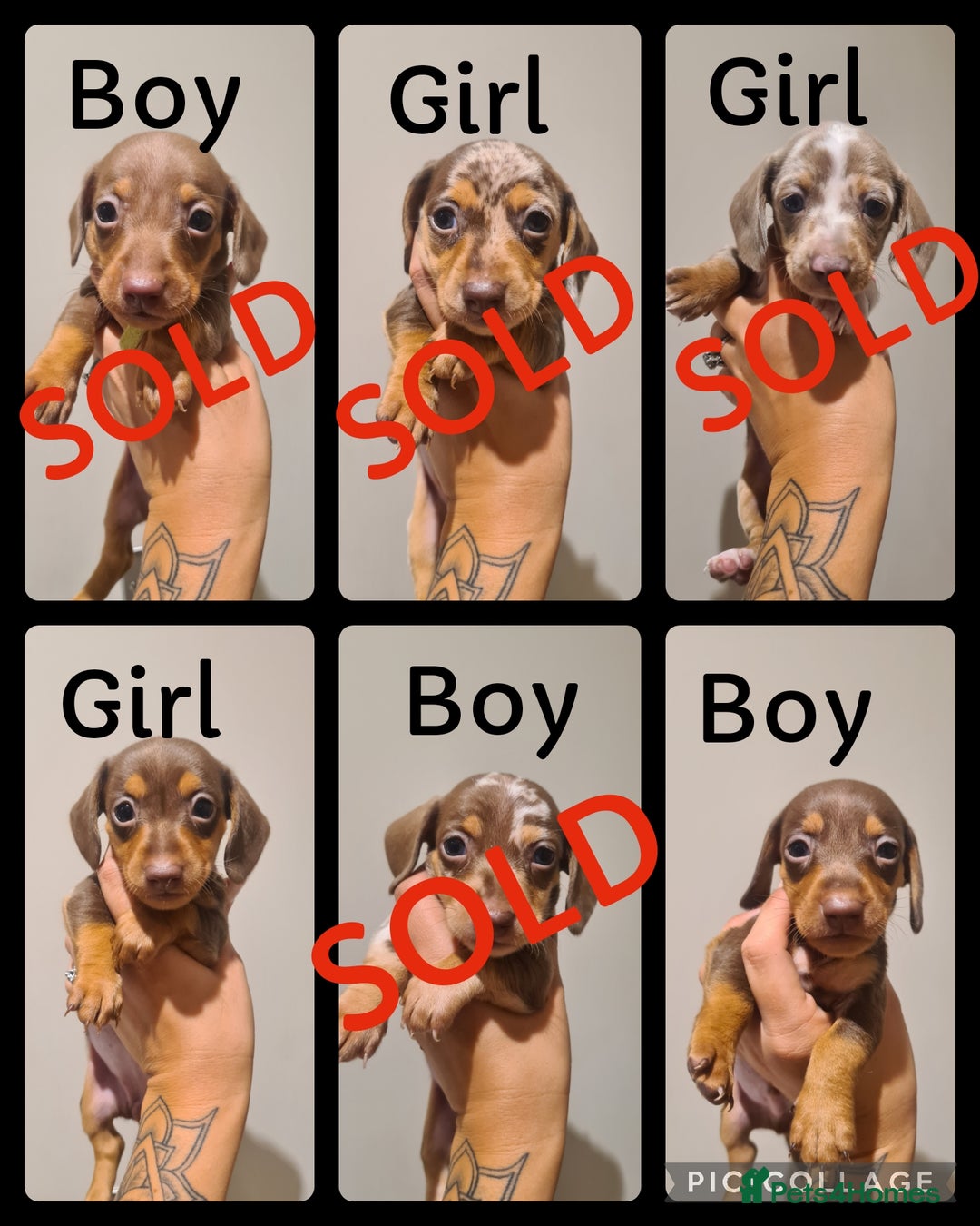 Miniature Dachshund dogs for sale: Smooth haired daxies 1 girl left READY NOW - Image 1
