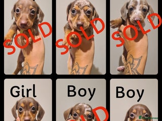 Miniature Dachshund dogs - Advert 14