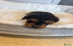 Cockapoo dogs for sale: Toy miniature cockapoo puppy’s  - Image 22