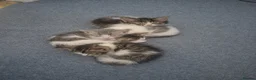 Mixed Breed cats for sale: Gorgeous kittens for sale - Advert 8