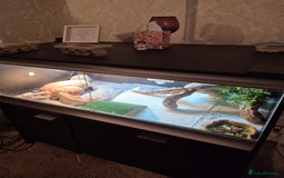 Bearded Dragon reptiles for sale: Bearded dragon plus viv - Advert 1