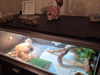 Bearded Dragon reptiles for sale: Bearded dragon plus viv - Advert 1