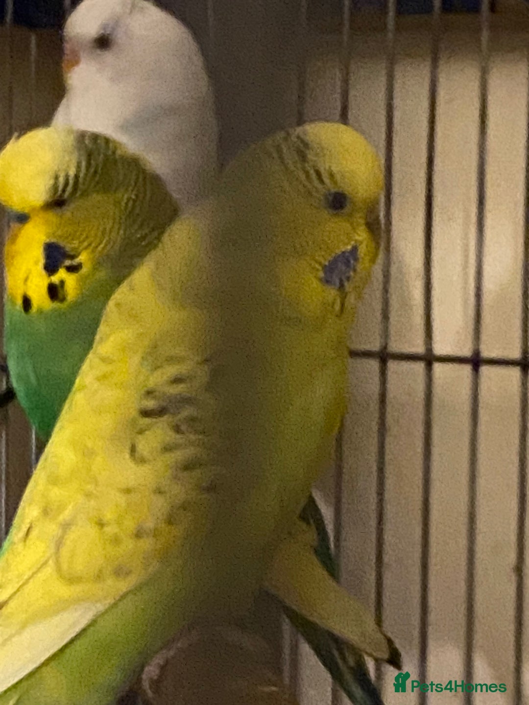 Budgerigars birds for sale: Reserved 4 Budgies searching for new homes  - Image 11