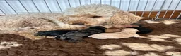 Miniature Poodle dogs for sale: Miniature poodles - Advert 1