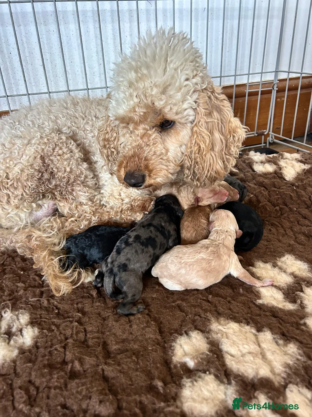 Miniature Poodle dogs for sale: Miniature poodles - Advert 1