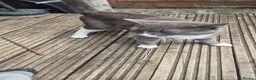Mixed Breed cats for adoption: ***BLUE***SUTTY*** - Advert 14