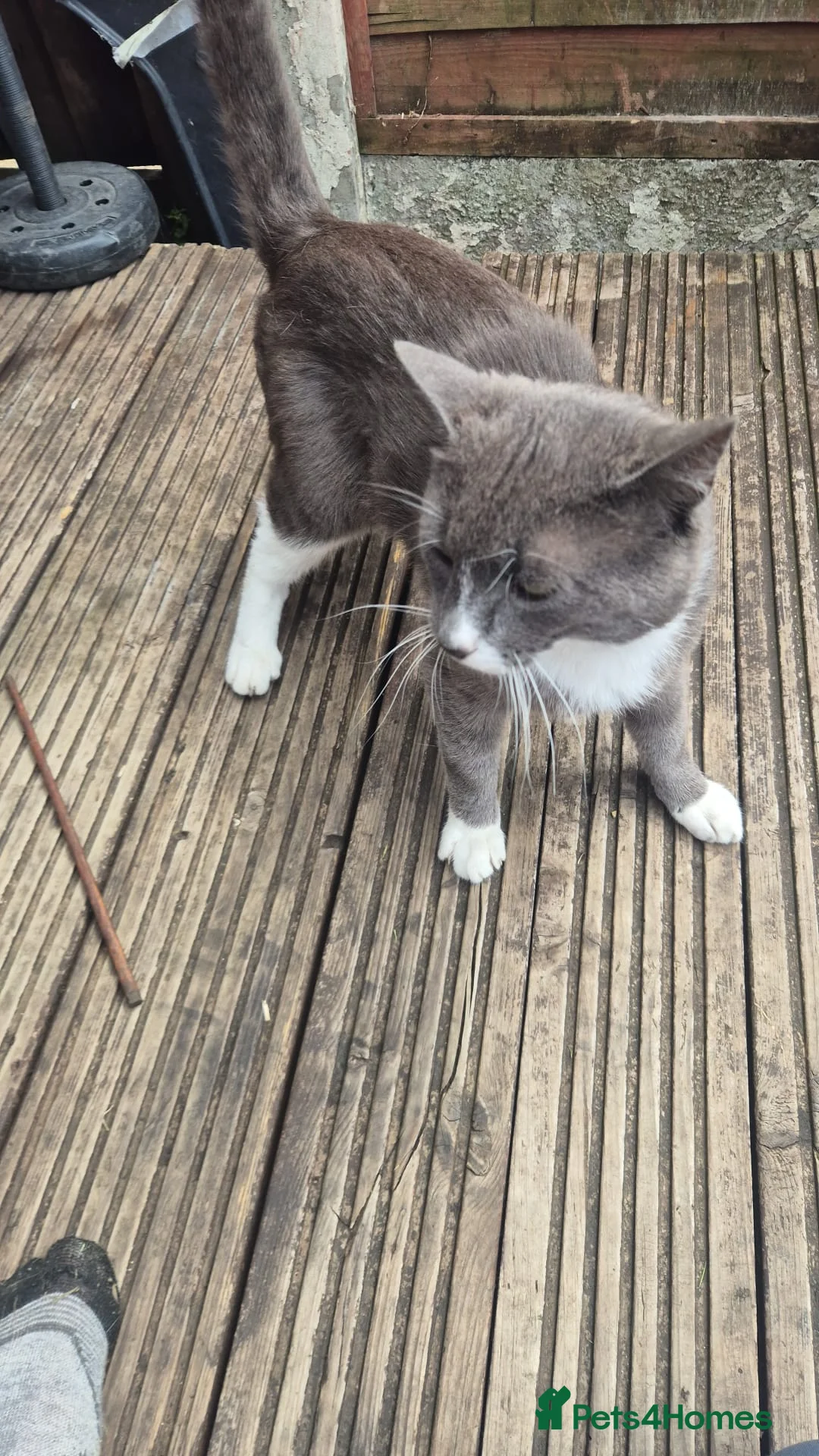 Mixed Breed cats for adoption: ***BLUE***SUTTY*** - Advert 14