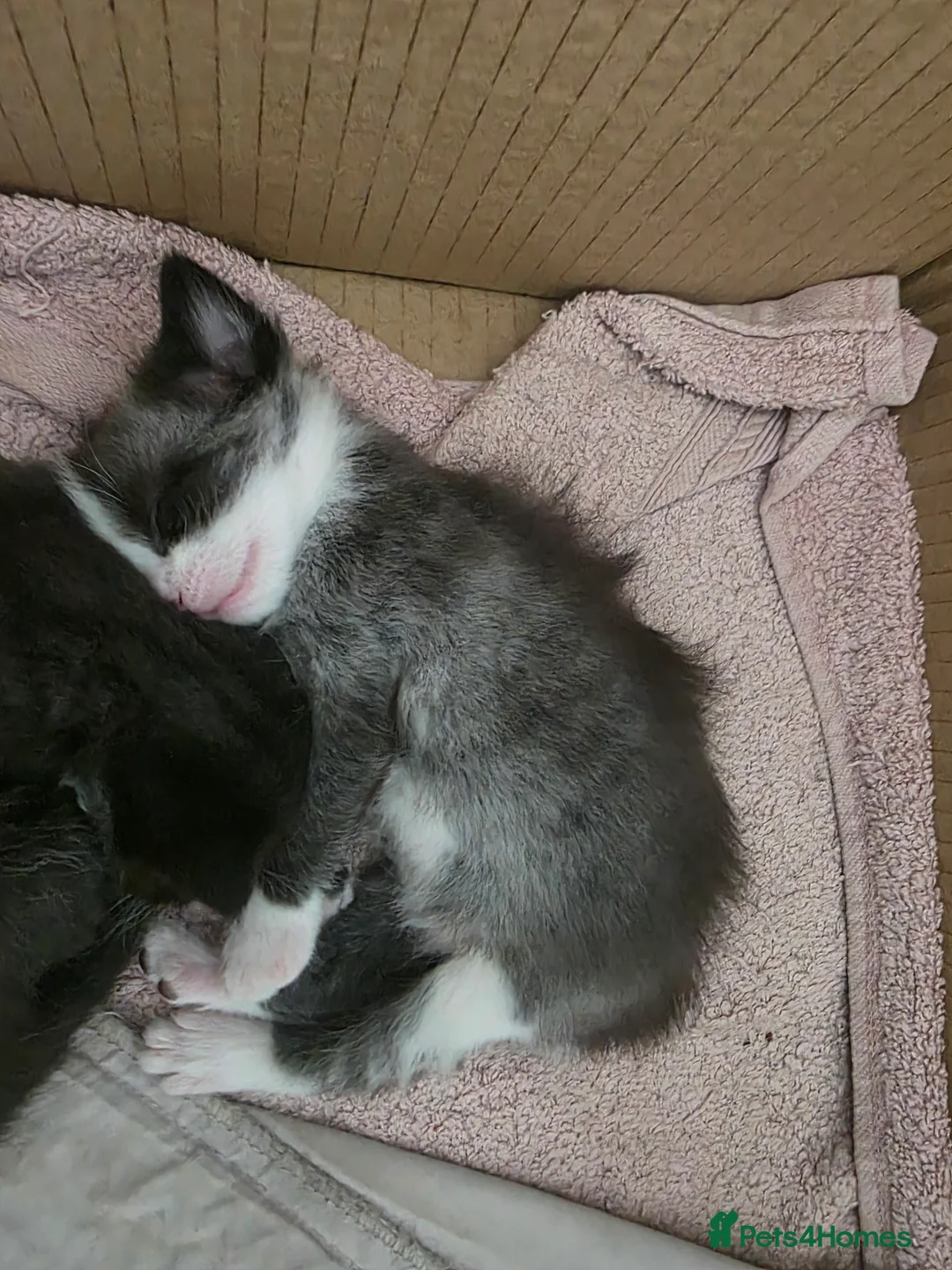 Mixed Breed cats for sale: 1 boy left - Advert 8