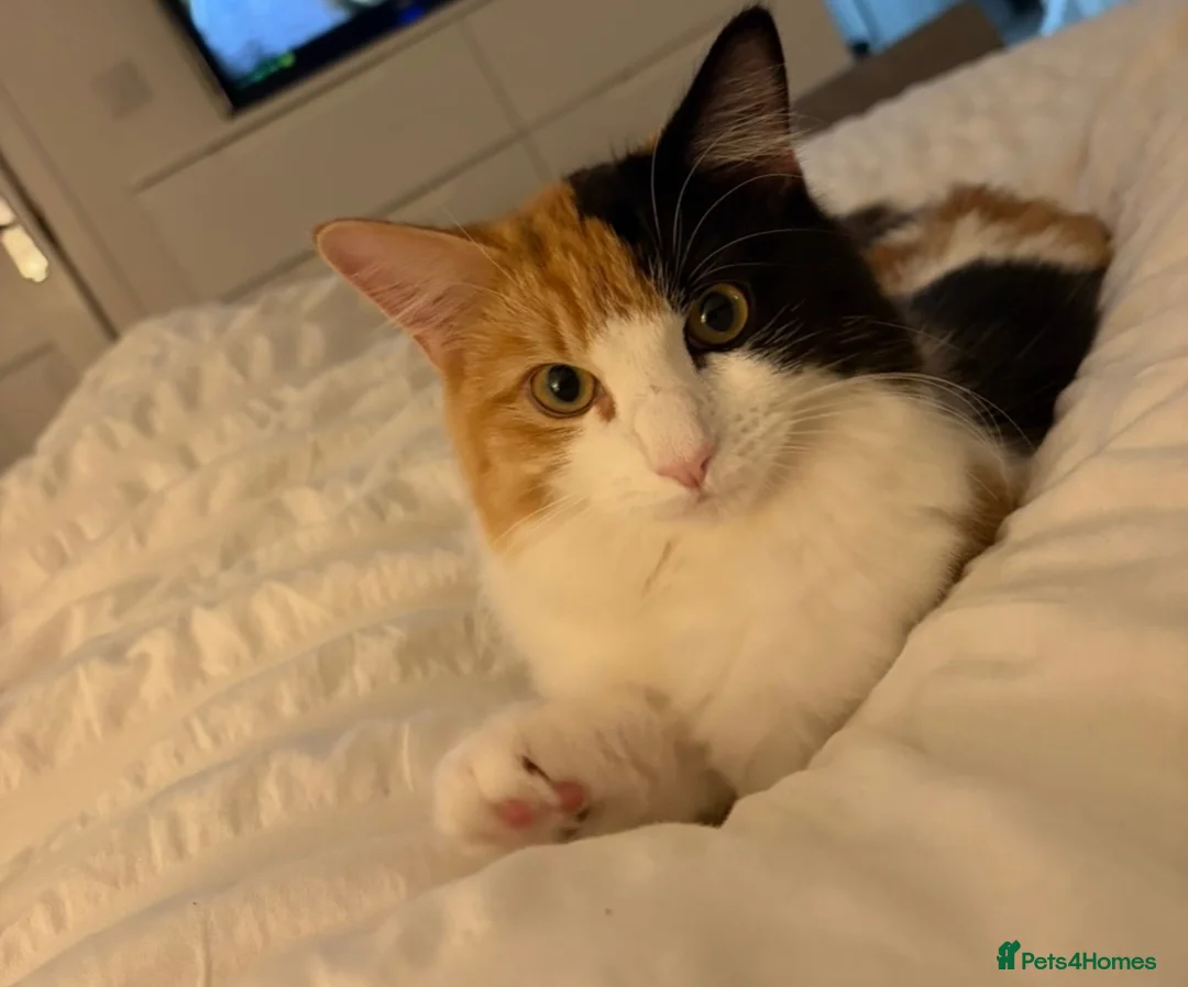 Mixed Breed cats for sale: Half ragdoll cat  - Advert 6