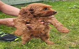 Cockapoo dogs for sale: Beautiful F1 Red Cockapoo Puppies - Image 12