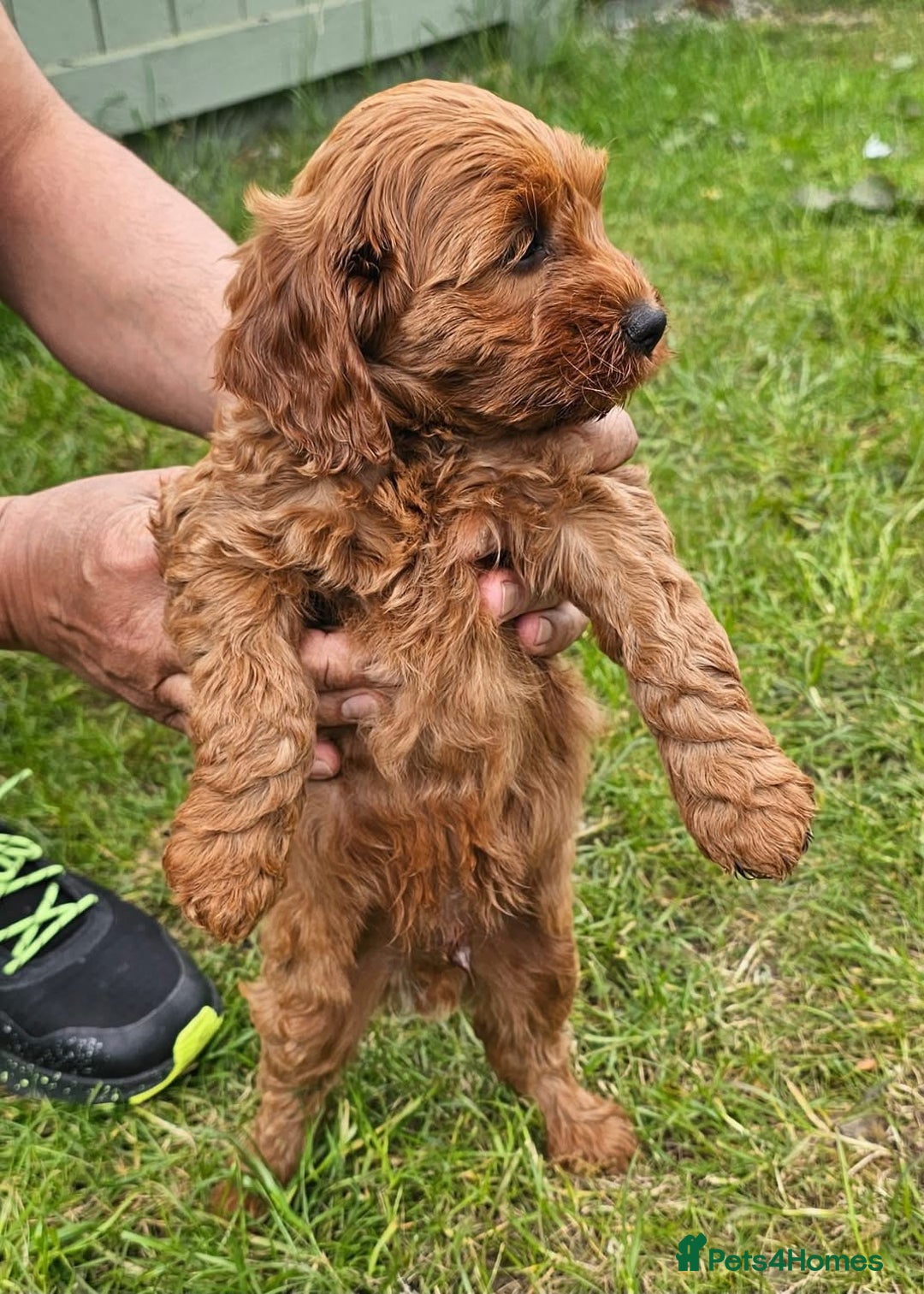 Cockapoo dogs for sale: Beautiful F1 Red Cockapoo Puppies - Image 12