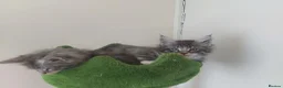 Maine Coon cats for sale: Beautifull Maine Coon kittens in Edinburgh - Advert 10