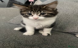 British Shorthair cats for sale: Last boy kitten for sale  - Image 2