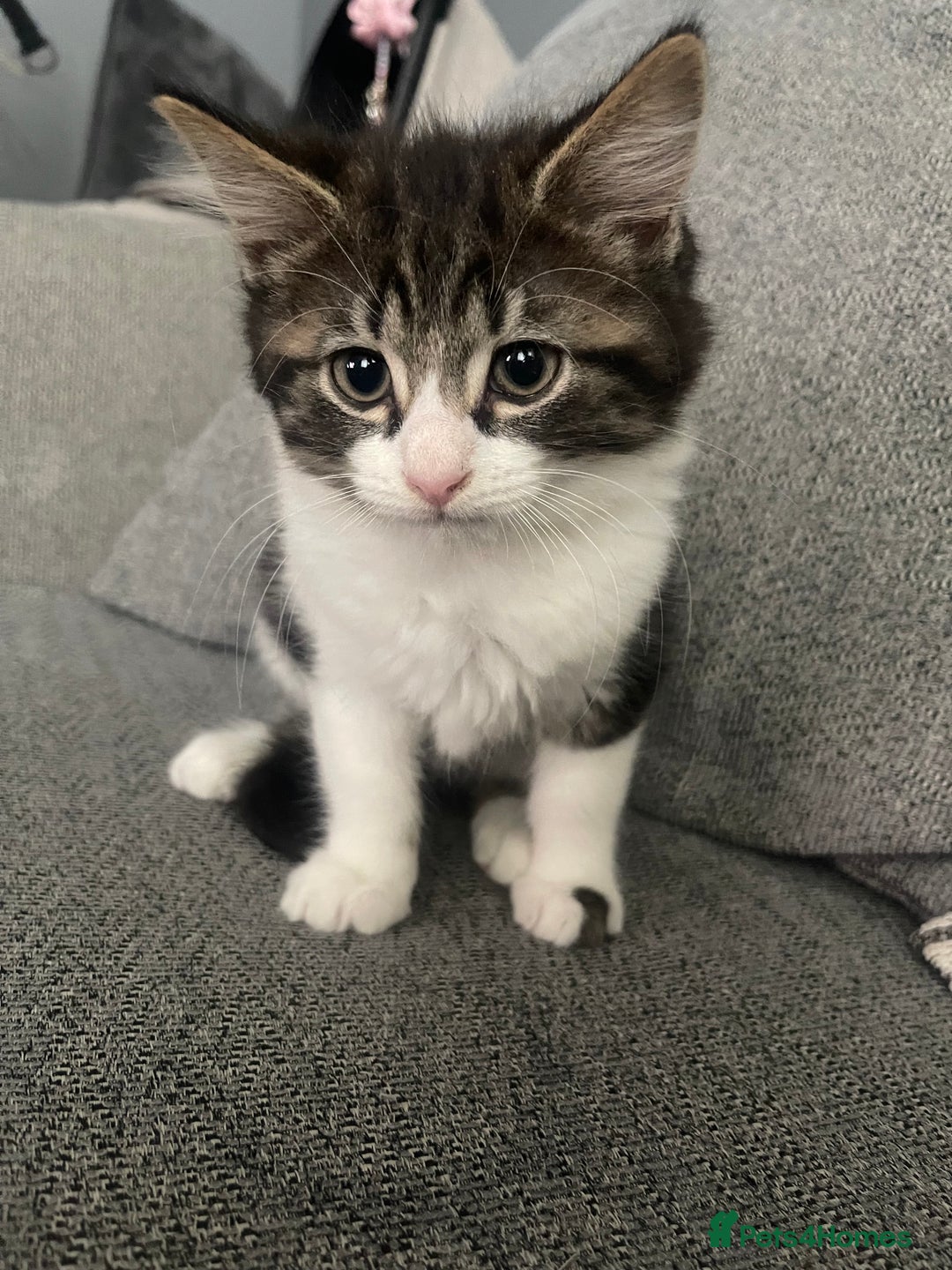 British Shorthair cats for sale: Last boy kitten for sale  - Image 2