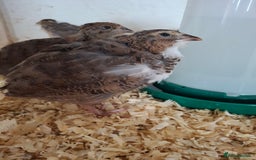 Quail poultry for sale: Coturnix quail  - Image 1
