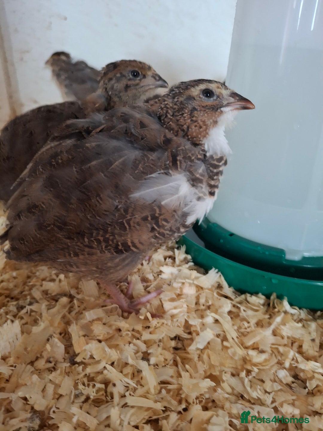 Quail poultry for sale: Coturnix quail  - Image 1