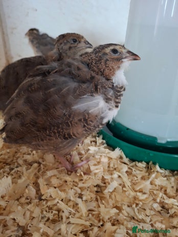 Quail poultry for sale - Advert 4