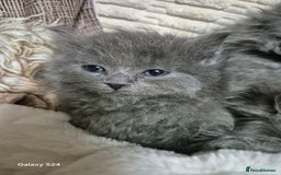 Ragdoll cats for sale: Ragdoll kittens  - Image 18