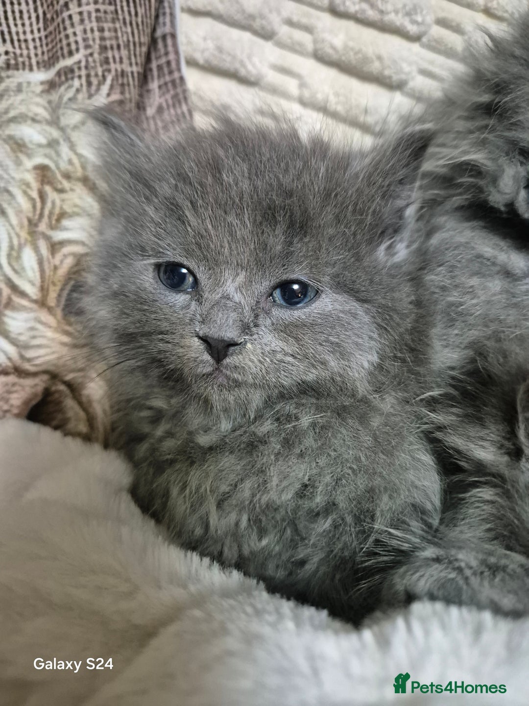 Ragdoll cats for sale: Ragdoll kittens  - Image 18