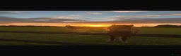 Dartmoor horses for sale: Dartmoor pony  in Lechlade - Advert 4