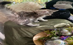 Maine Coon cats for sale: Pedigree registered Maine Coons - Image 16