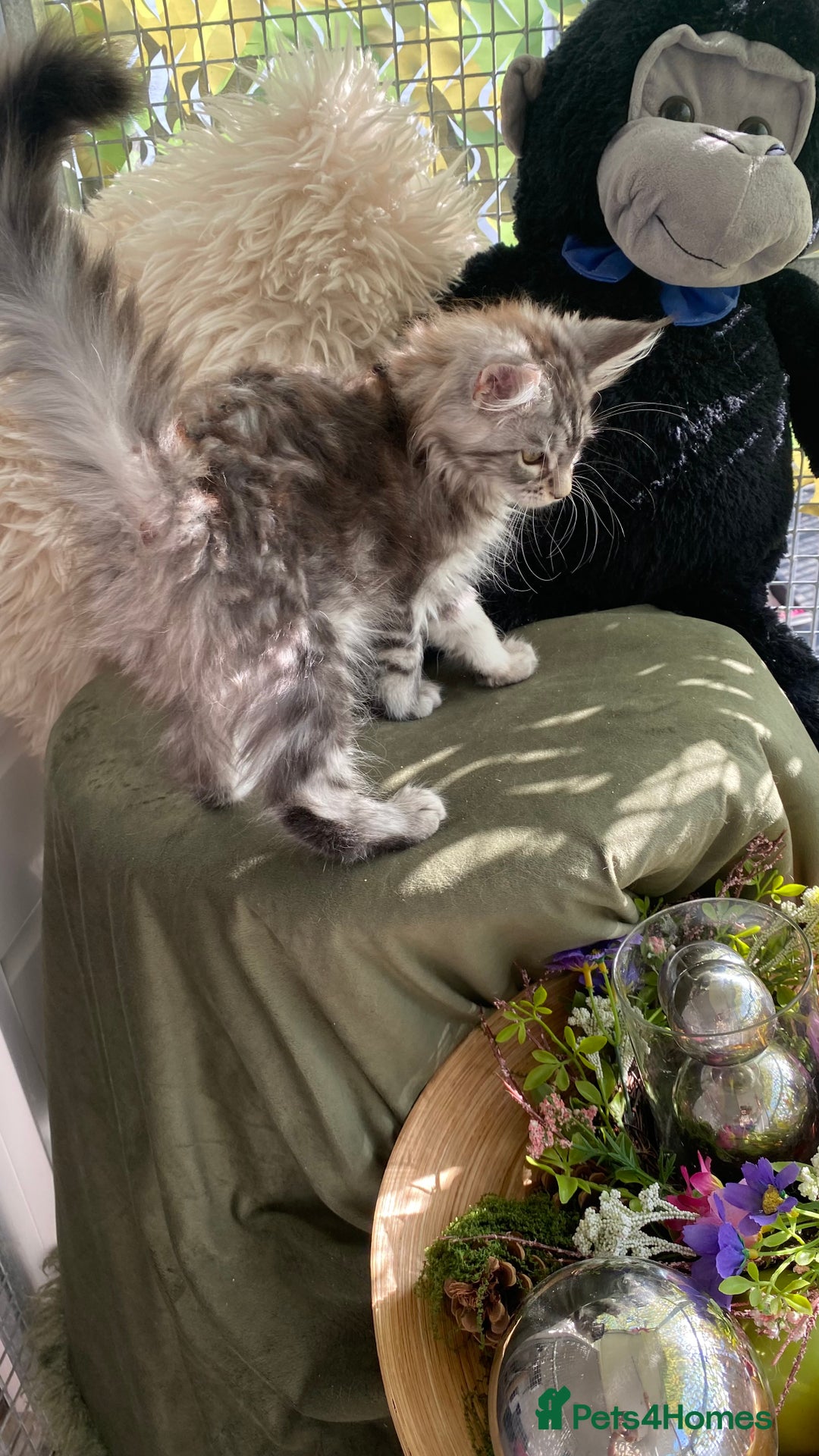Maine Coon cats for sale: Pedigree registered Maine Coons - Image 16