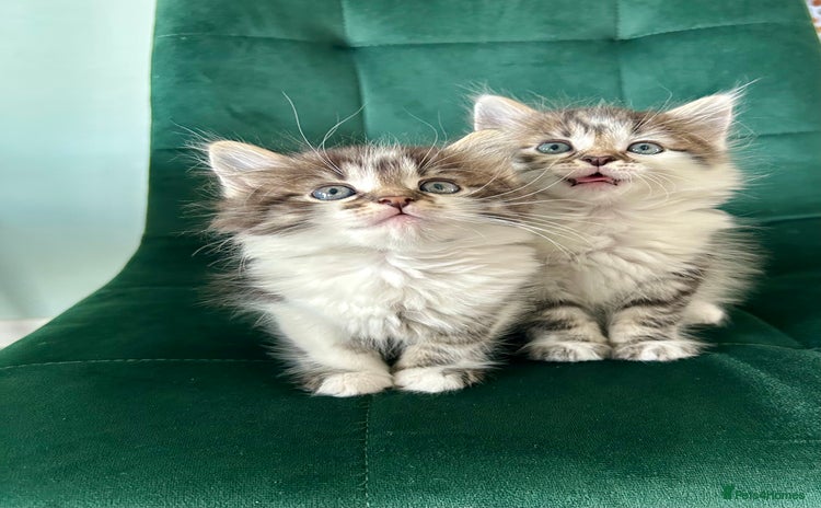 Mixed Breed cats - Advert 13
