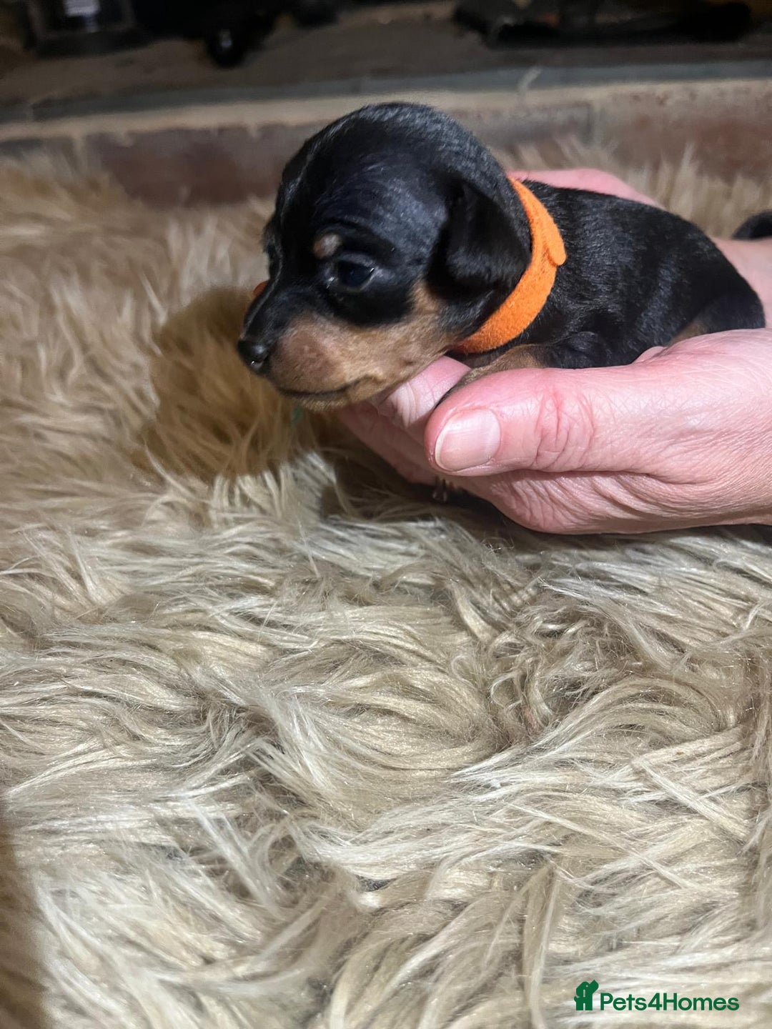 Miniature Pinscher dogs for sale: Miniature pinscher pups - Advert 31