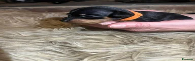 Miniature Pinscher Puppy 2 Miss ORANGE