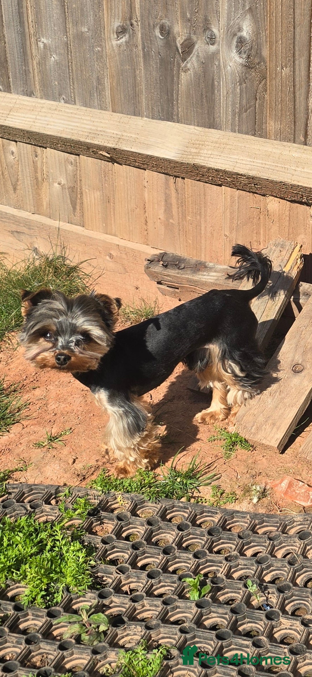 Yorkshire Terrier dogs for stud: Gorgeous tiny black and brown yorkshire terrier  in Hereford - Image 2