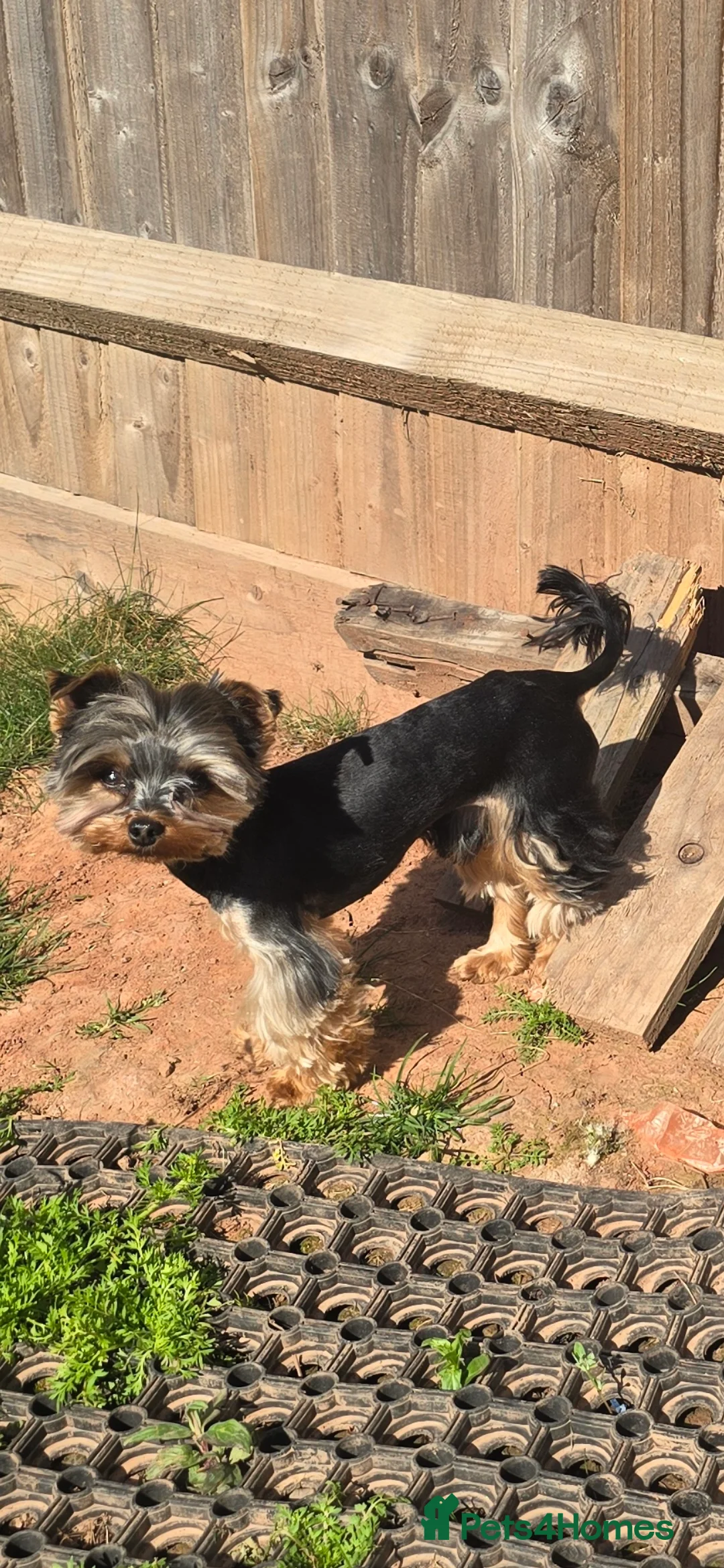 Yorkshire Terrier dogs for stud: Gorgeous tiny black&brown yorkshire terrier stud   in Hereford - Advert 2