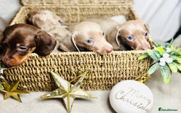 Dachshund dogs for sale: Beautiful Dachshunds READY TO LEAVE  - Image 3