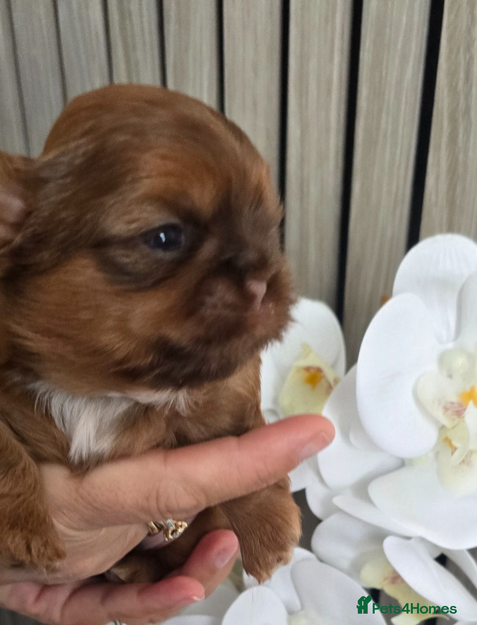 Shih Tzu dogs Stunning Imperial Shihtzu Puppies  - Advert 1