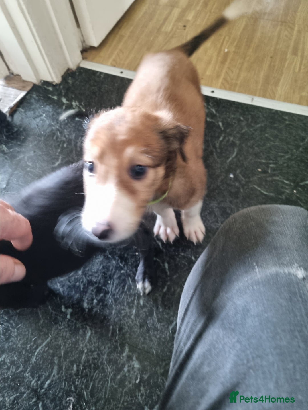 Lurcher dogs for sale: Greyhoundxwhippet cross whippetxgreyhound  - Image 6