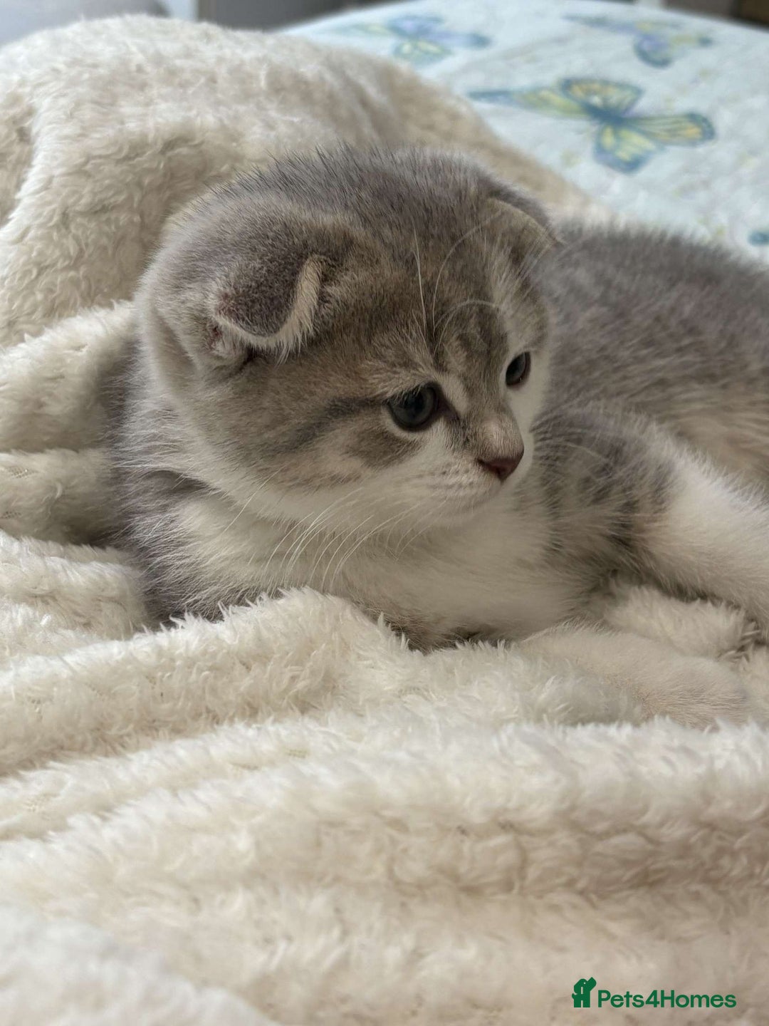 Scottish Fold cats for sale: Scottish fold x british short hair - Image 2