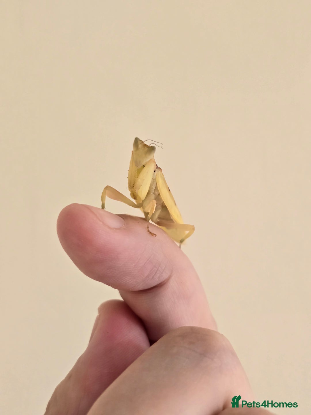 Praying Mantis invertebrates for sale: Helvia cardinalis( yellow orchid mantis) - Image 5
