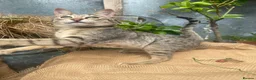 Savannah cats for sale: FULL PEDIGREE SAVANNAH girl KITTEN F5 SBT - Advert 13