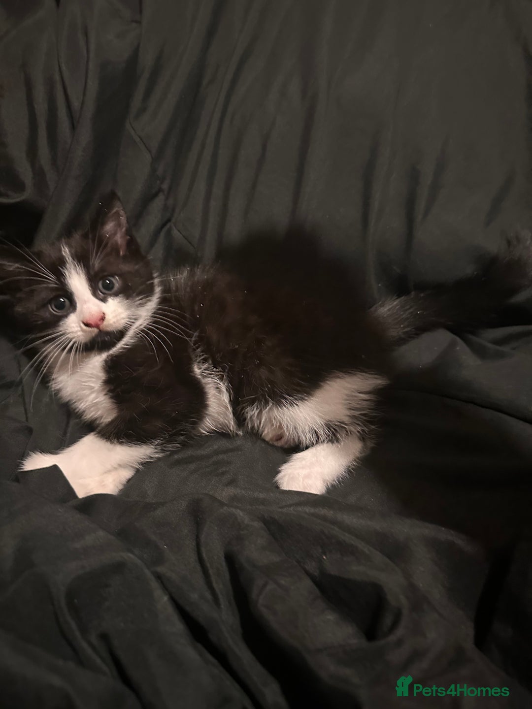 Mixed Breed cats for sale: Bengal mixed kittens  - Advert 6