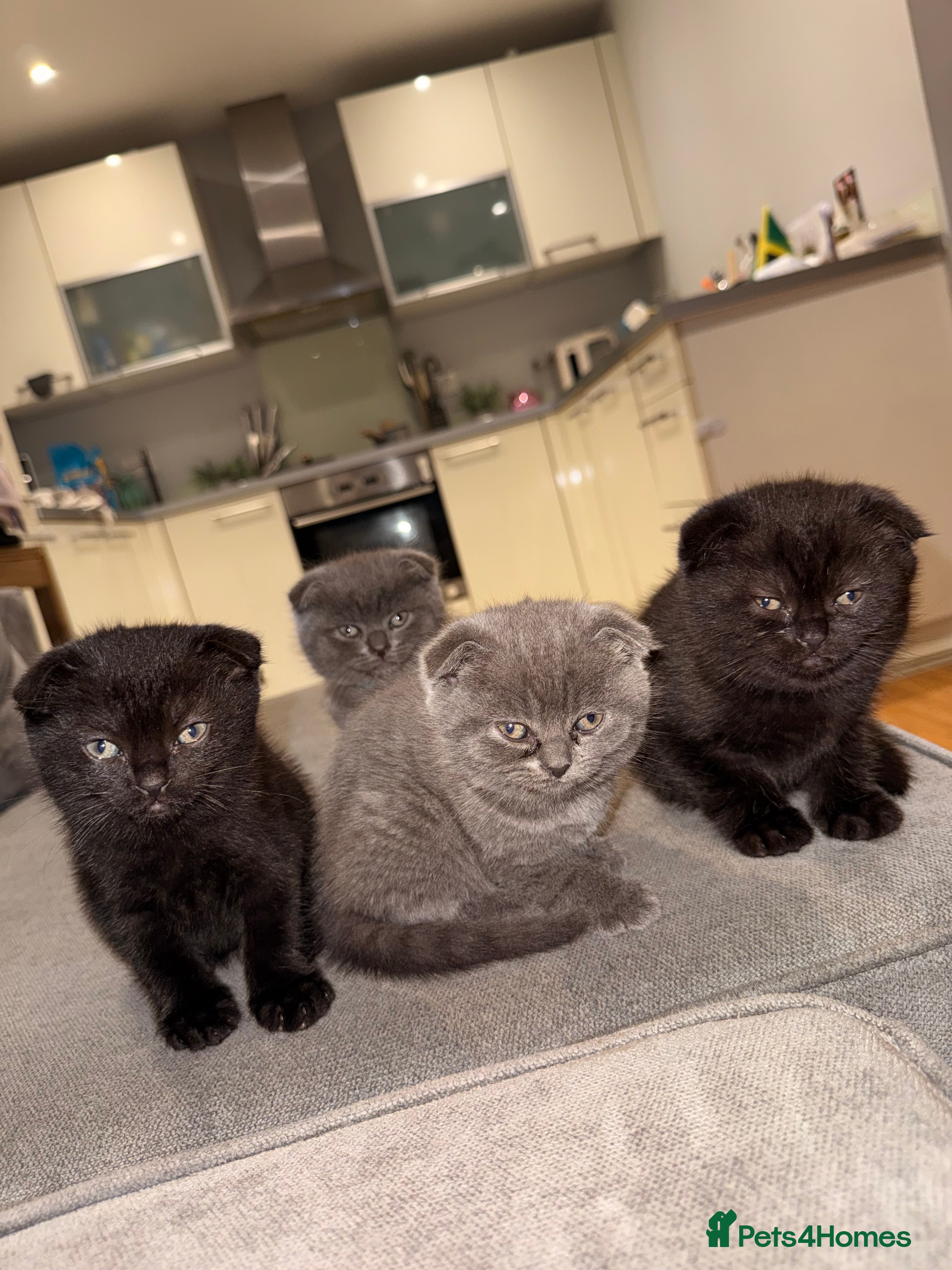 Scottish Fold cats Scottish fold kittens for  - Advert 2