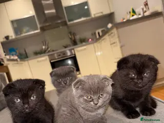 Scottish Fold cats Scottish fold kittens for - Advert 17