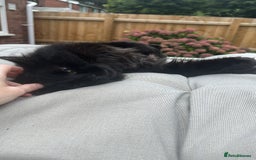 Maine Coon cats for sale: Maine coon cross male  - Advert 2