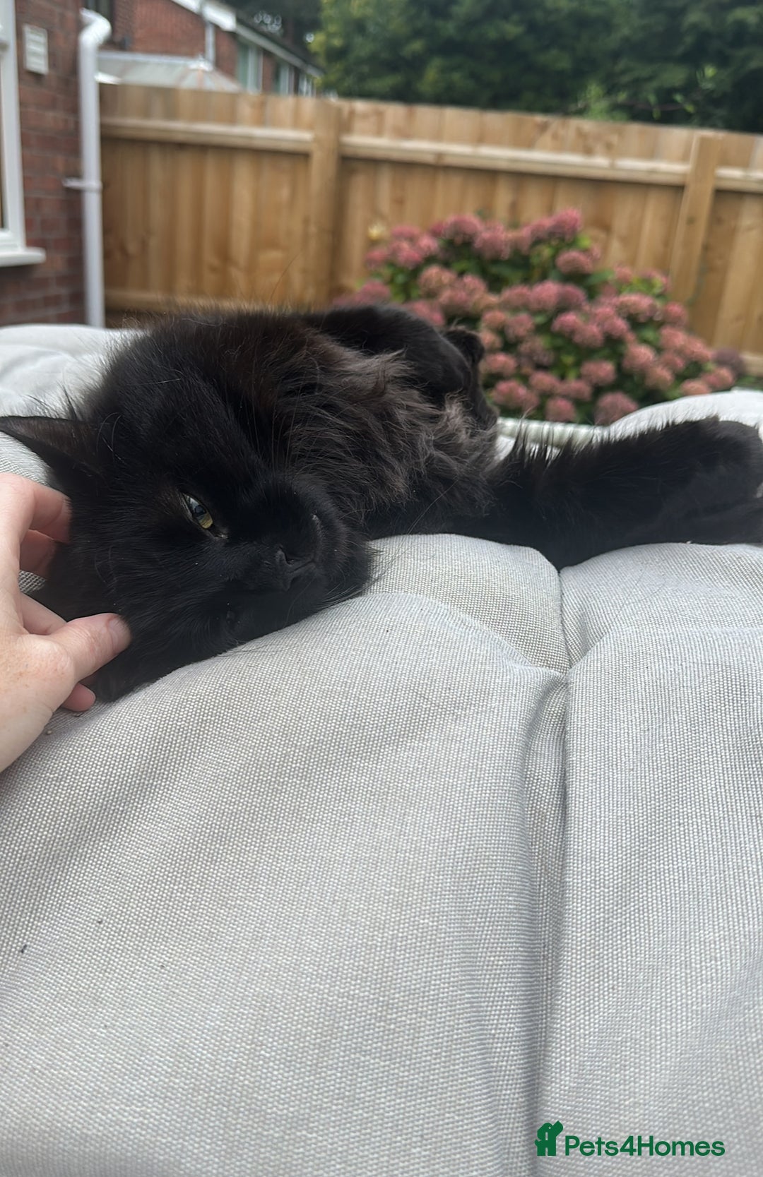 Maine Coon cats for sale: Maine coon cross male  - Advert 2