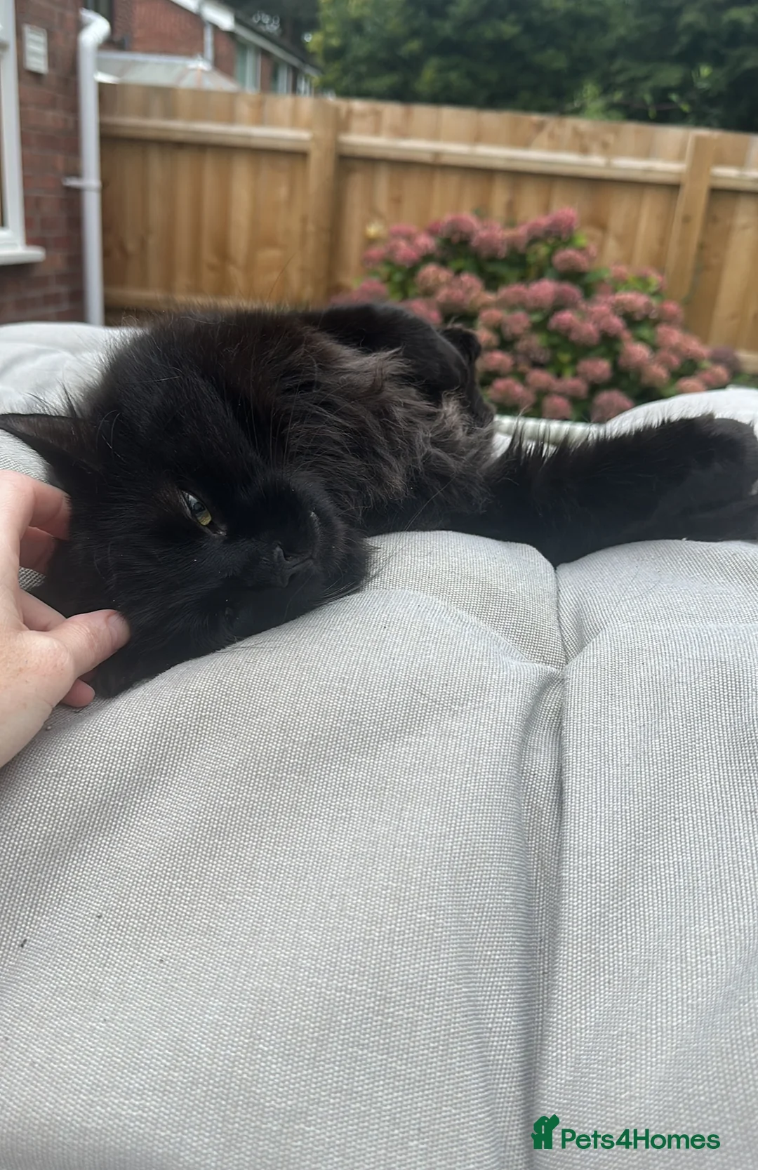 Maine Coon cats for sale: Maine coon cross male  - Advert 2