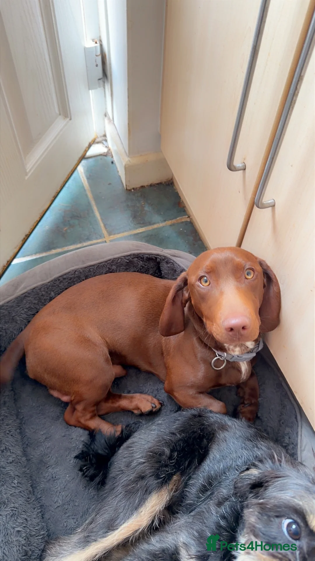 Mixed Breed dogs for sale: Male dachshund cross in Runcorn - Advert 4