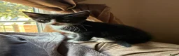 Mixed Breed cats for sale: Beautiful little kittens  - Advert 4